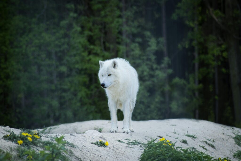 can wolves purr A solitary white wolf standing on a rocky terrain surrounded by lush green forest, embodying the wild and untamed spirit of nature.