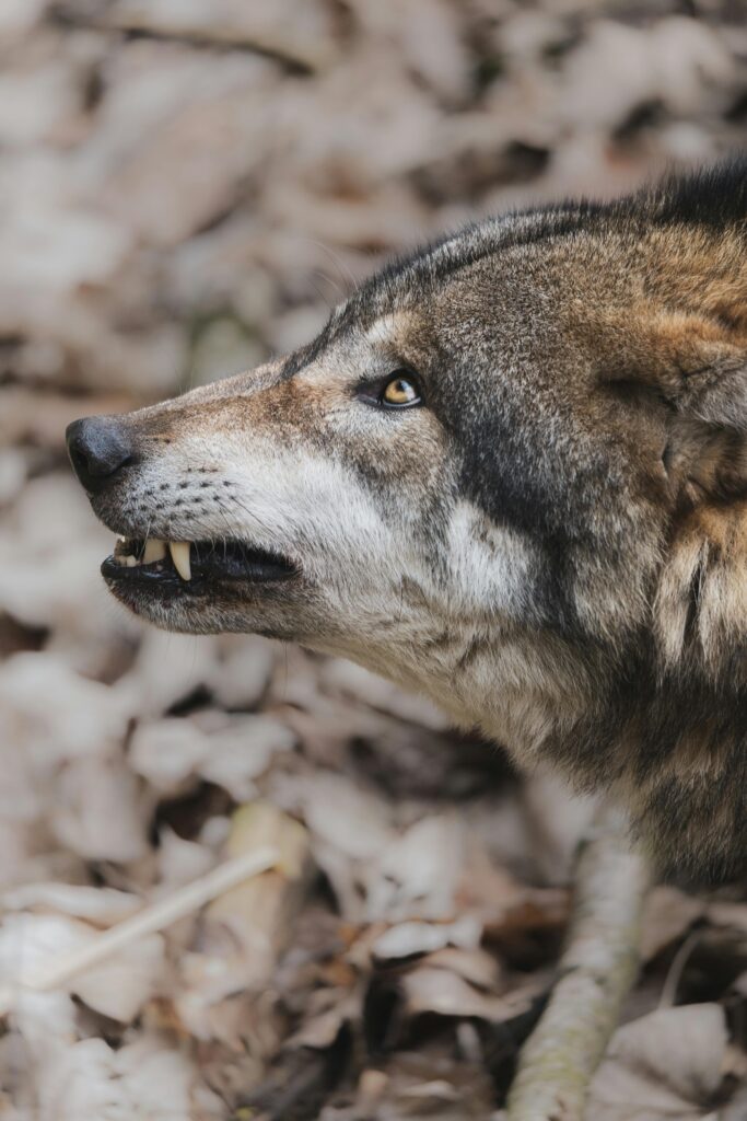 Detailed close-up of a gray wolf showing its natural instincts in a forest setting.