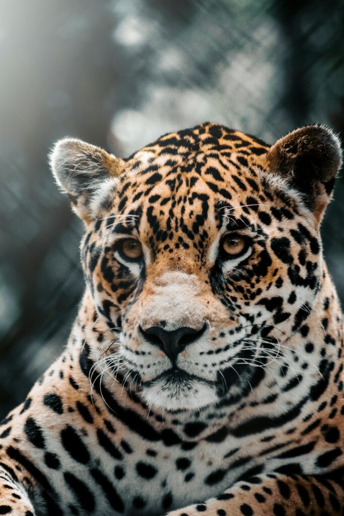 Jaguar Adaptations – Hunting & Survival Traits Explained 4 Detailed close-up of a jaguar in a natural setting showcasing its striking spotted coat.