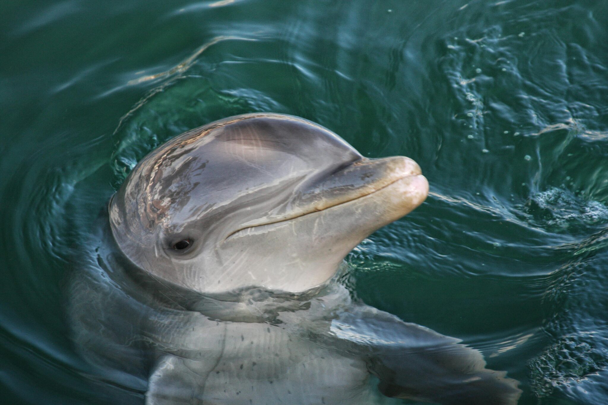 12 Most Energetic Animals in the World (Ranked)