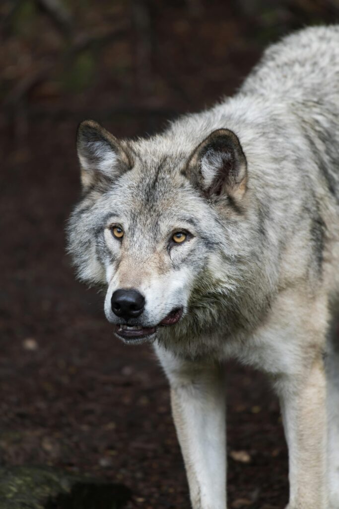 Wolf Eye Colors – What Colors Do Wolves Have? 4 Close-up of a majestic grey wolf in its natural habitat, showcasing its intense gaze and striking fur. wolf eye colors