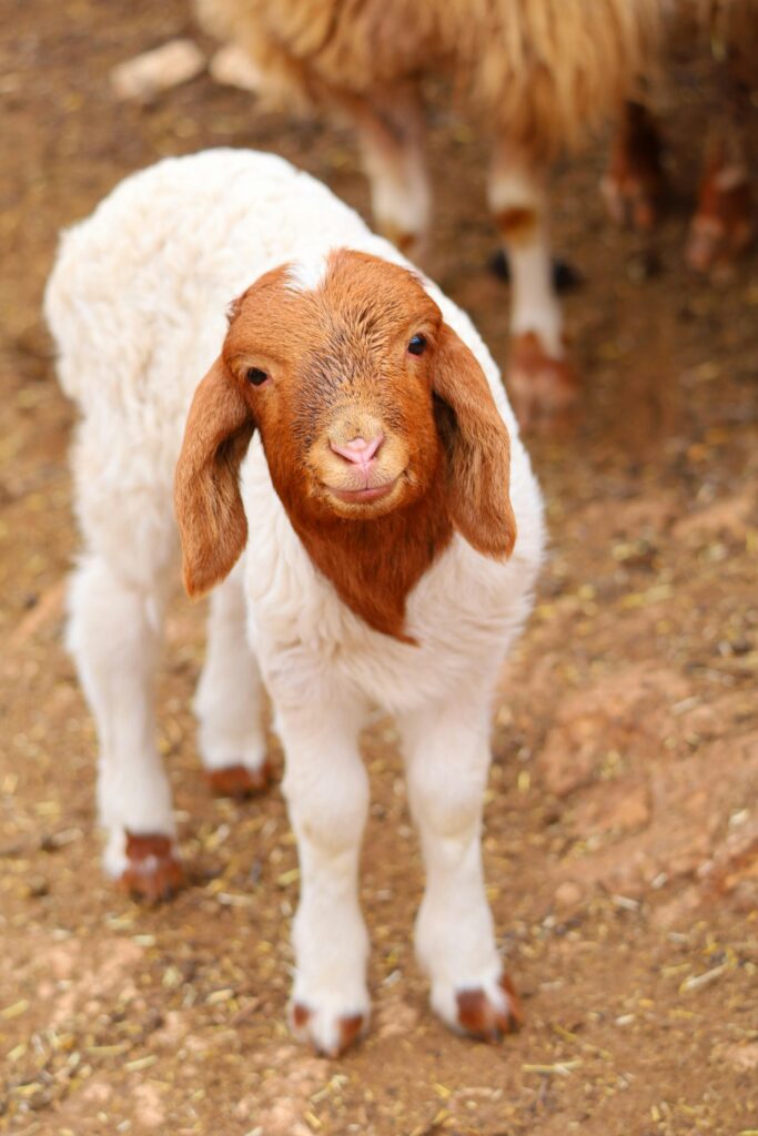 Most Energetic Animals in the World – Top Active Species 13 A cute baby goat with brown and white fur standing on a farm's soil. Ideal for animal and farm-related themes.