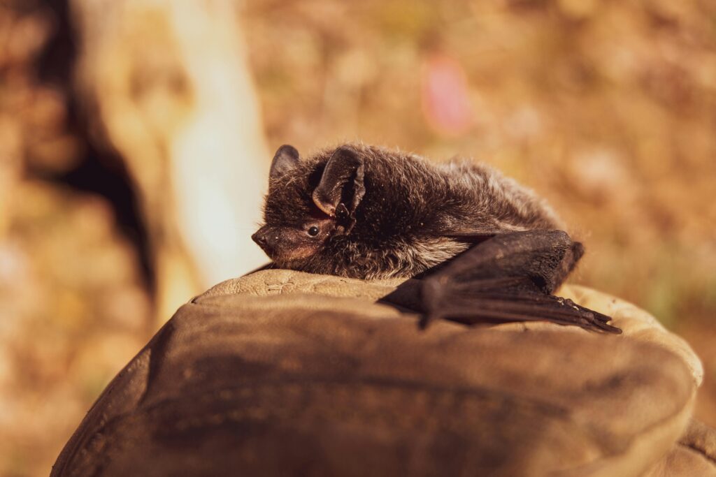 Can Bats Really Take off From the Ground? 4 A close view of a cute bat resting on a leaf amid a warm natural setting.