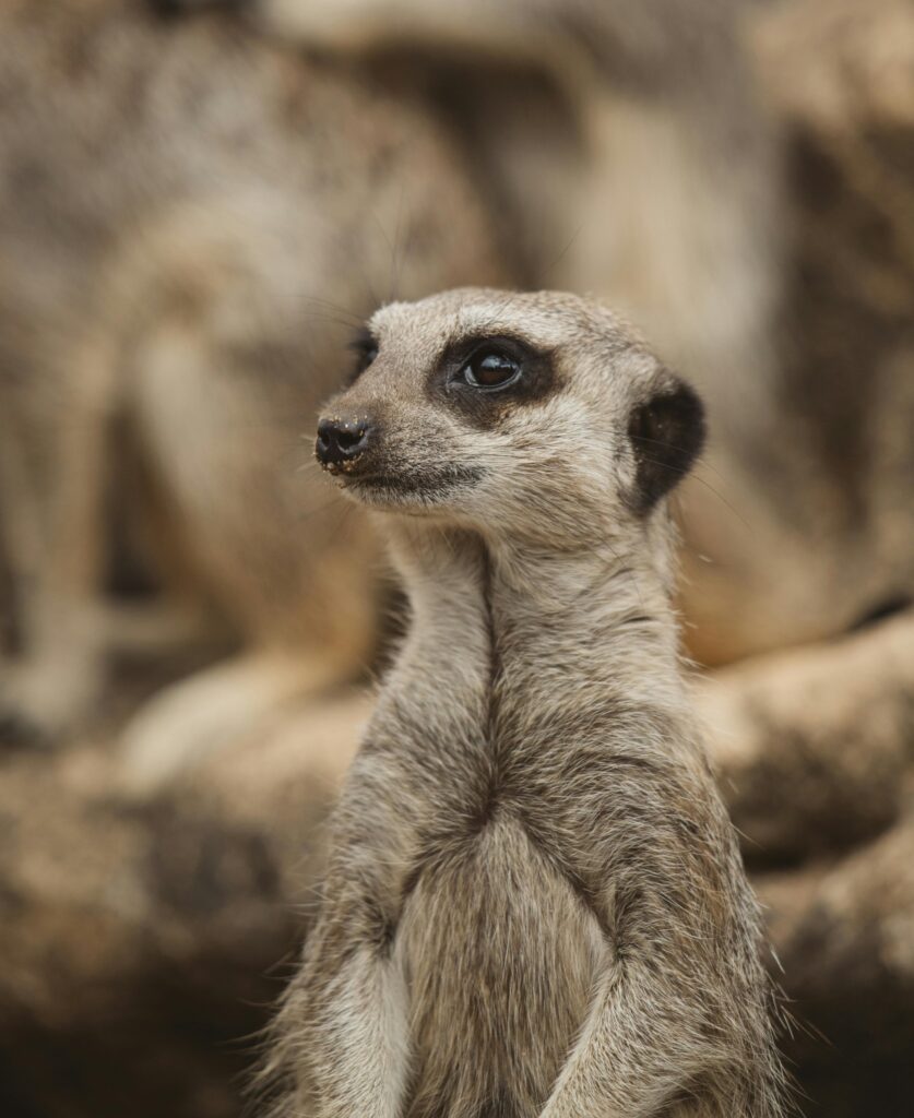 what animal is timon from the lion king Adorable little meerkat sitting on sandy ground near big tree on sunny weather