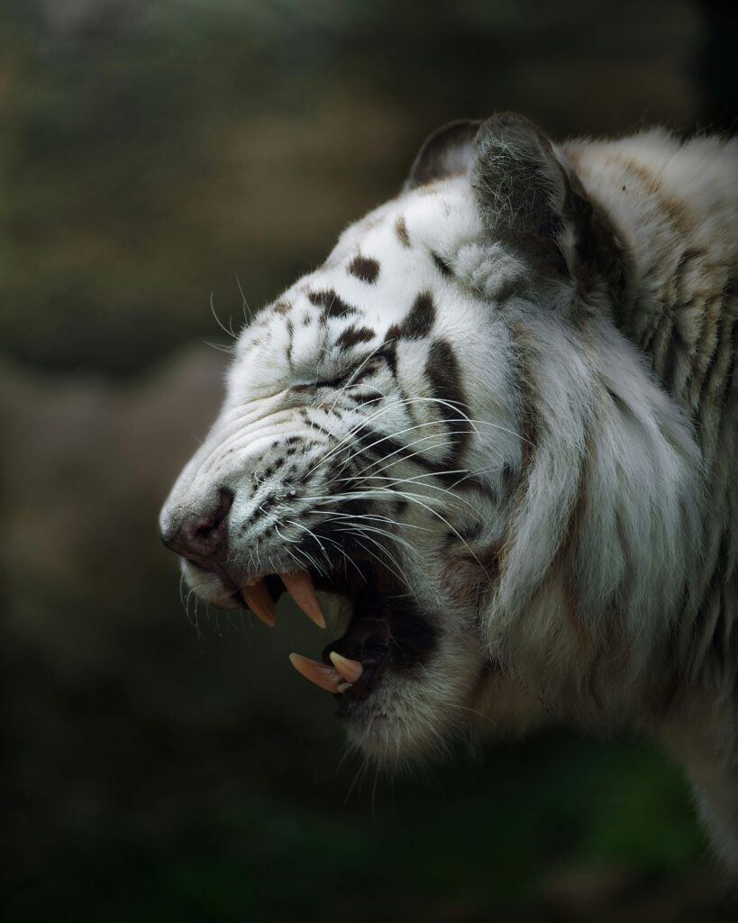 White Tiger Adaptations That Helps Them Survive 4 Close-up of a white tiger roaring, capturing the essence of wildlife and majesty. white tiger adaptations