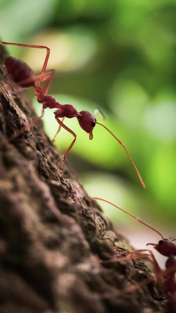 Most Energetic Animals in the World – Top Active Species 11 Detailed close-up of a red ant climbing a tree bark with a blurred green background. Ants as one of most energetic animals