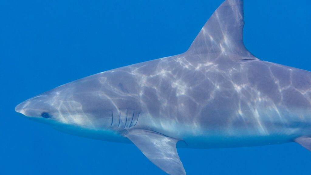 10 Most Dangerous Animals In Fiji That Are Deadly 9 bull shark swimming over a reef