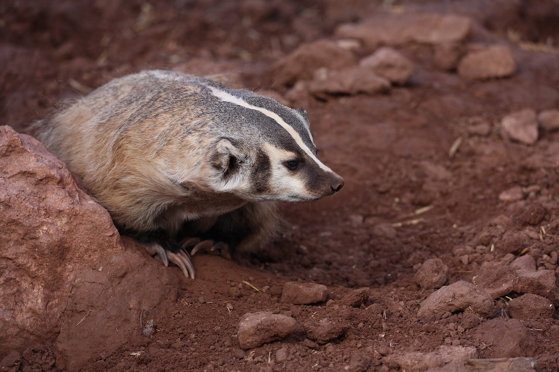 Badger vs Skunk: Four Ways to Tell Them Apart 4 An American badger at the mouth of its burrow, showing the low flattened body, white head stripe and long digging claws