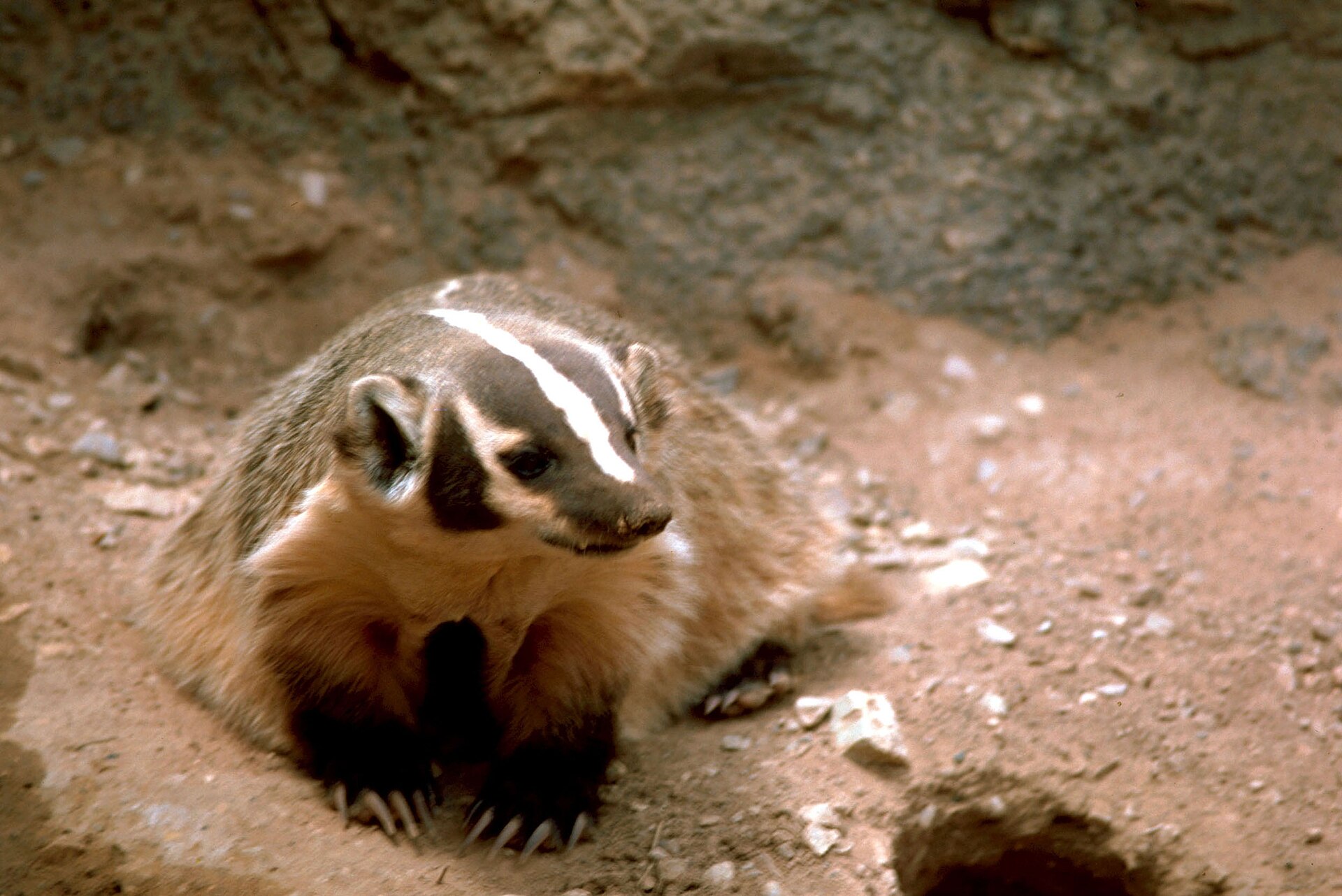 American badger showing the bold white stripe running from its nose over the crown, with dark cheek patches and long digging claws