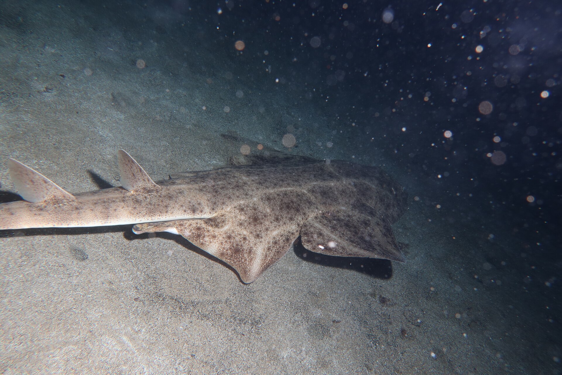 An angelshark lying part buried on a sandy seabed, its flattened body and broad pectoral fins blending into the sediment