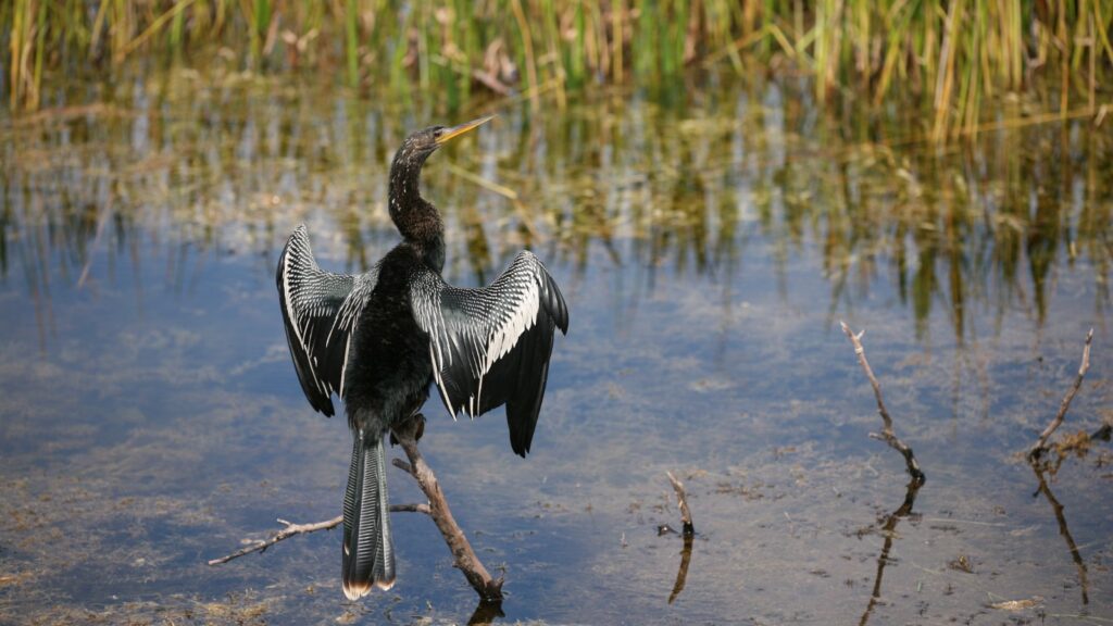 Anhinga Vs Cormorant: Differences 4 anhinga drying its outstretched wings
