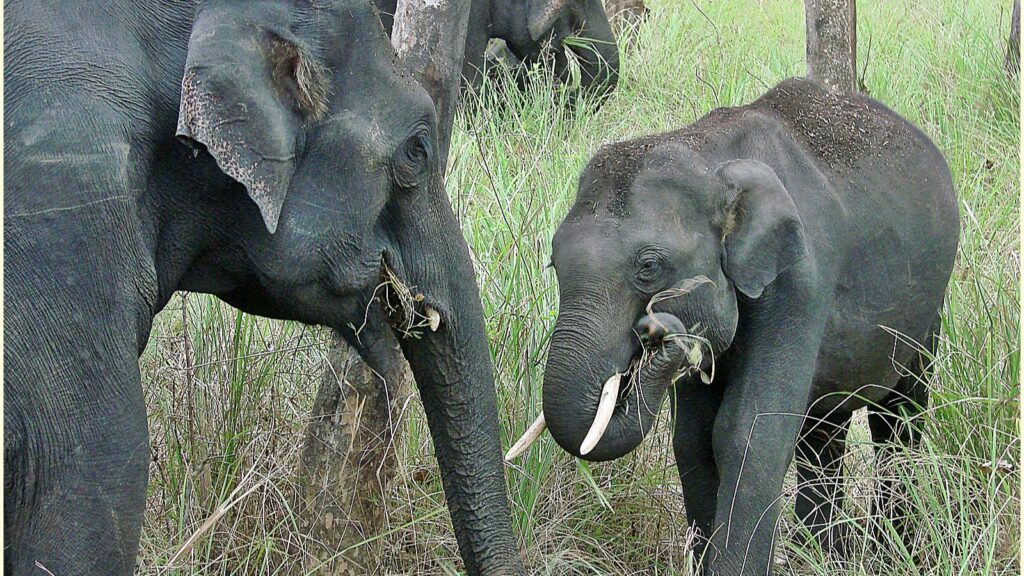 Asian elephants interacting in a herd