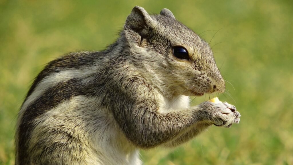squirrel eating in a garden