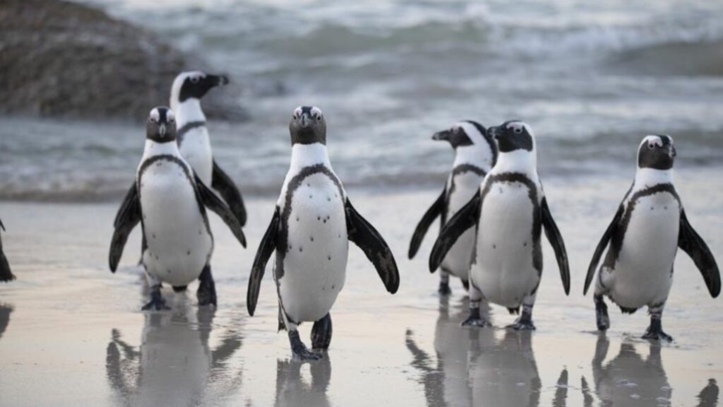 a collection of flippered animals