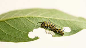 animals that consume foliage