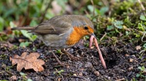 What Animals Eat Worms 1 animals that eat worms