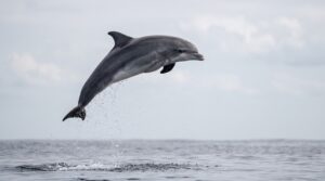 Animals That Whistle 2 animals that produce whistles