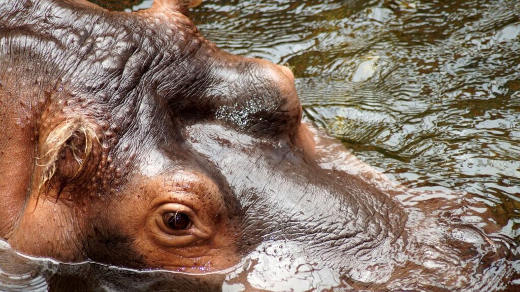 hippopotamus with thick skin in water
