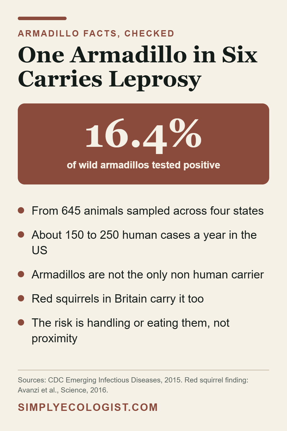 Armadillo Facts: Armor, Quadruplets and Leprosy 10 Armadillo leprosy facts showing 16.4 percent of 645 wild armadillos tested positive for Mycobacterium leprae