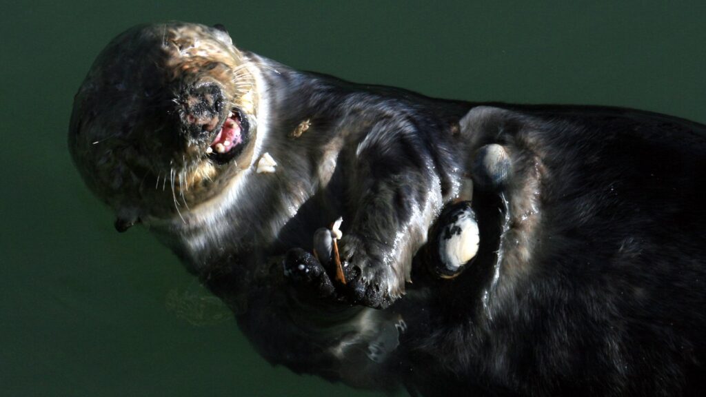 sea otter eating shellfish at Moss Landing