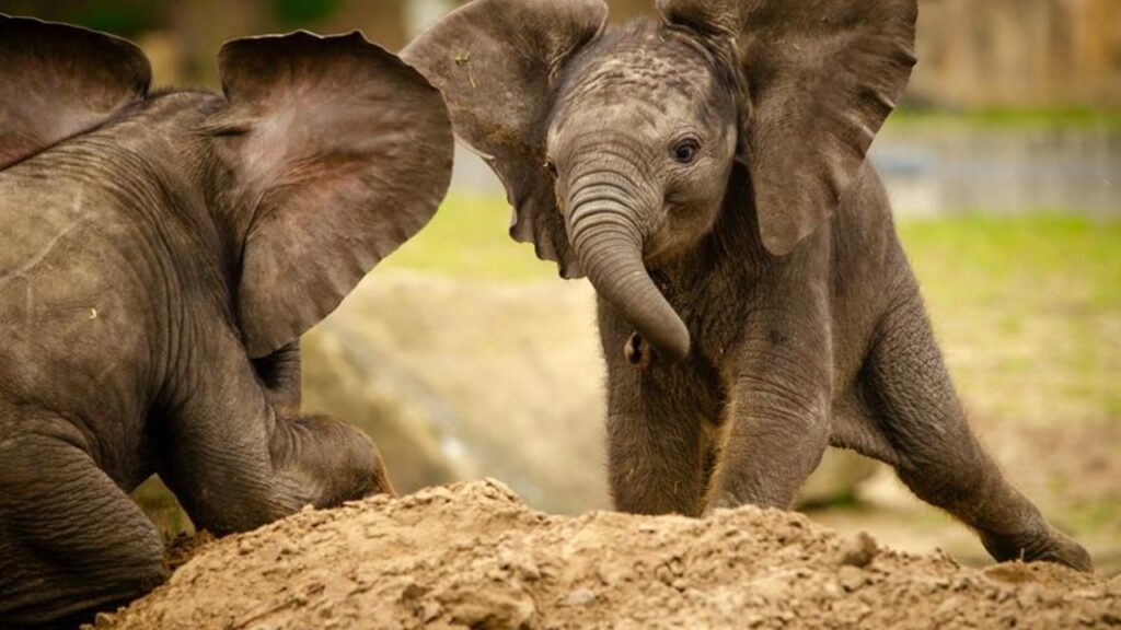 cute baby elephanttraits
