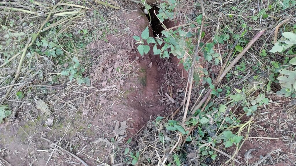 entrance of a badger sett