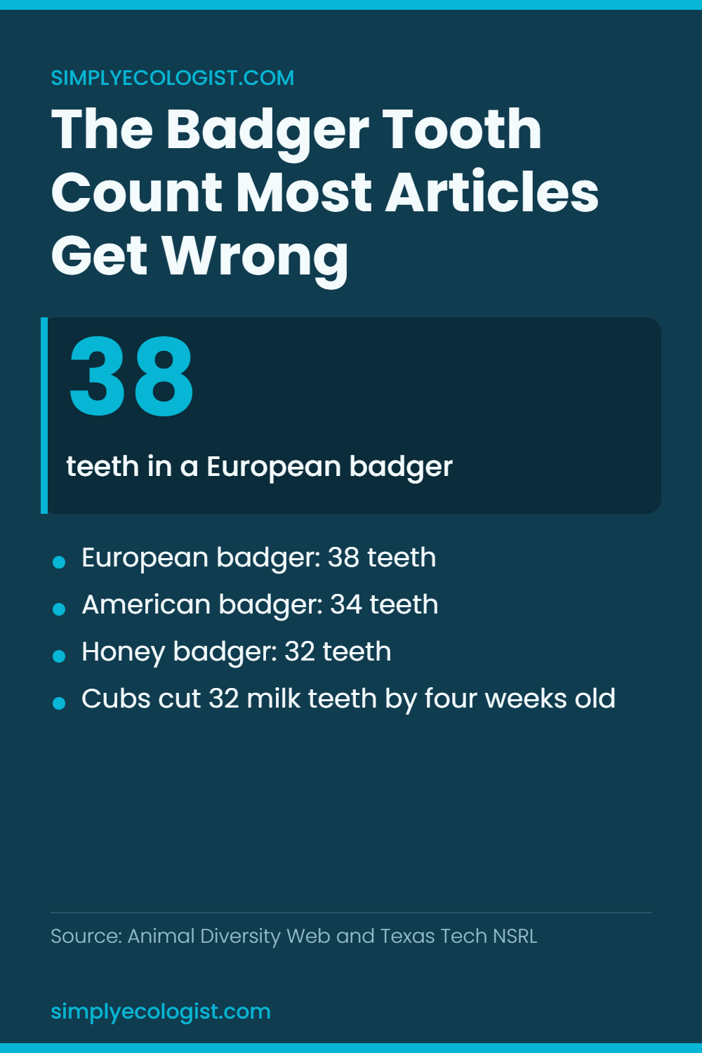 Badger Teeth: How Many Teeth a Badger Has, by Species 3 Comparison chart of badger teeth counts by species showing the European badger with 38 teeth, the American badger with 34 teeth and the honey badger with 32 teeth