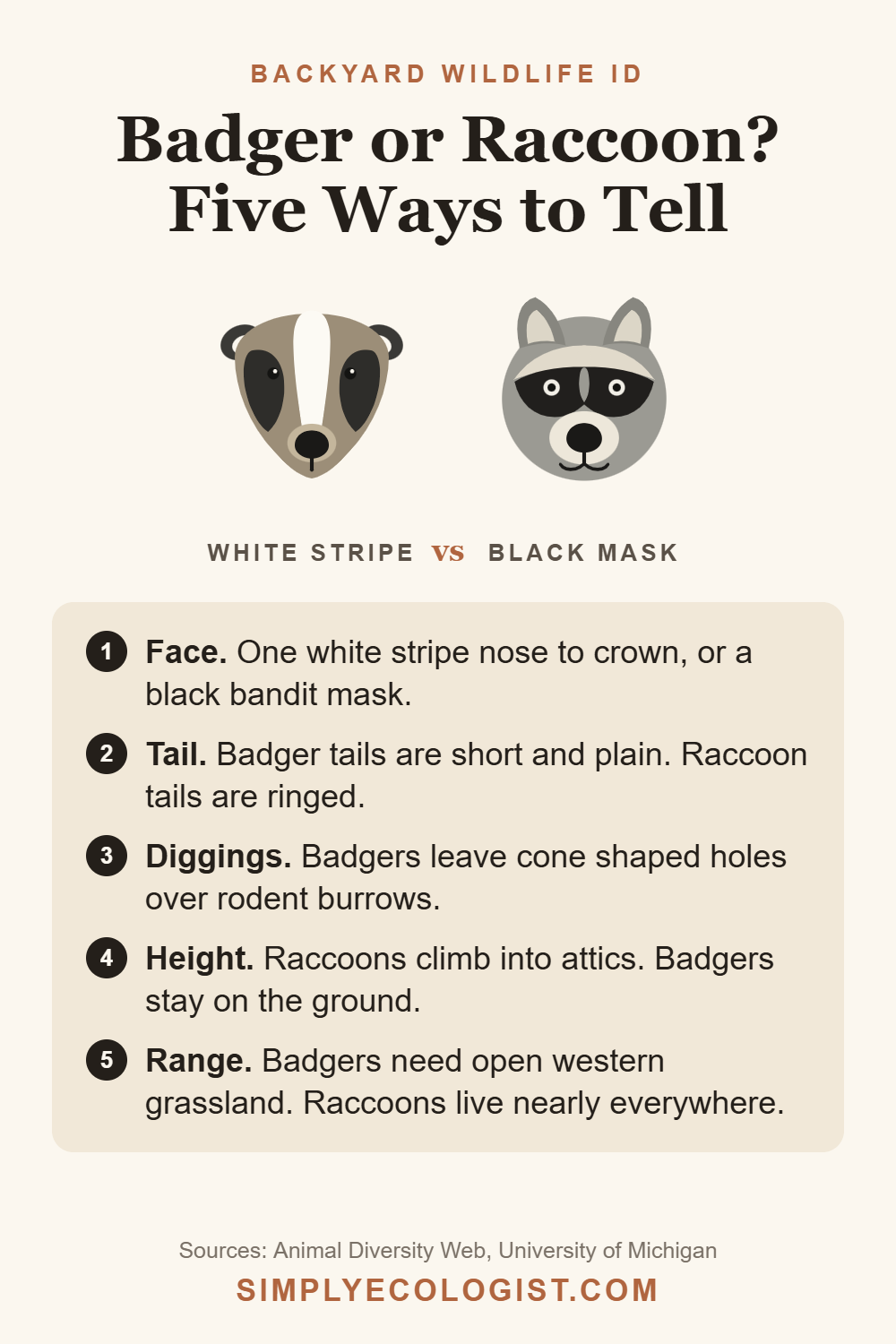 Pinterest graphic titled Badger or Raccoon Five Ways to Tell, comparing the badger white nose to crown stripe with the raccoon black mask, plus tail, digging, climbing and range clues
