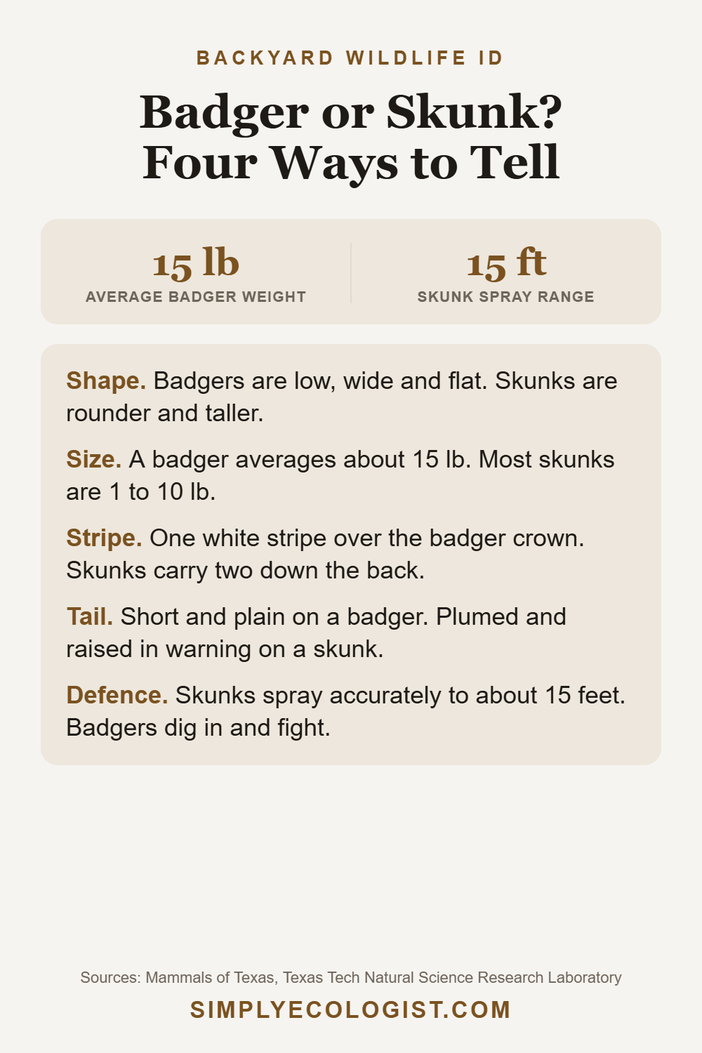 Badger vs Skunk: Four Ways to Tell Them Apart 5 Pinterest graphic titled Badger or Skunk Four Ways to Tell, showing average badger weight of 15 pounds and skunk spray range of 15 feet, plus shape, stripe and tail differences