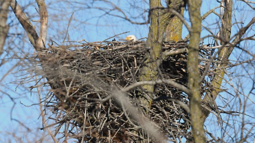 bald eagle sitting on its nest