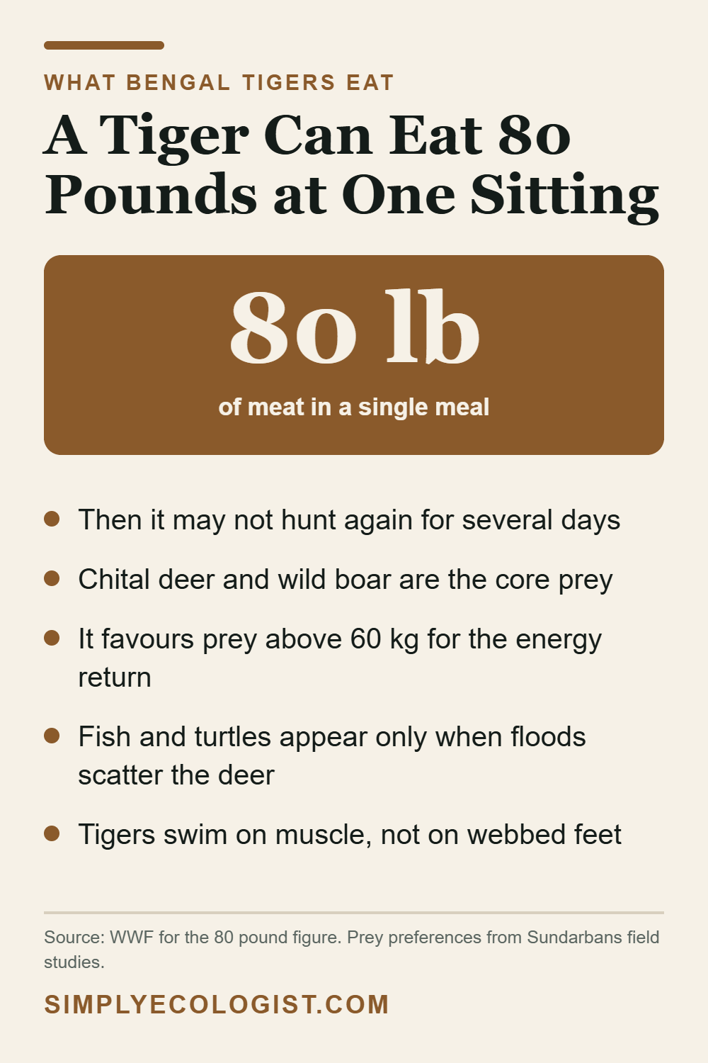 Bengal tiger diet facts showing a tiger can eat 80 pounds of meat at one sitting, with chital deer and wild boar as core prey