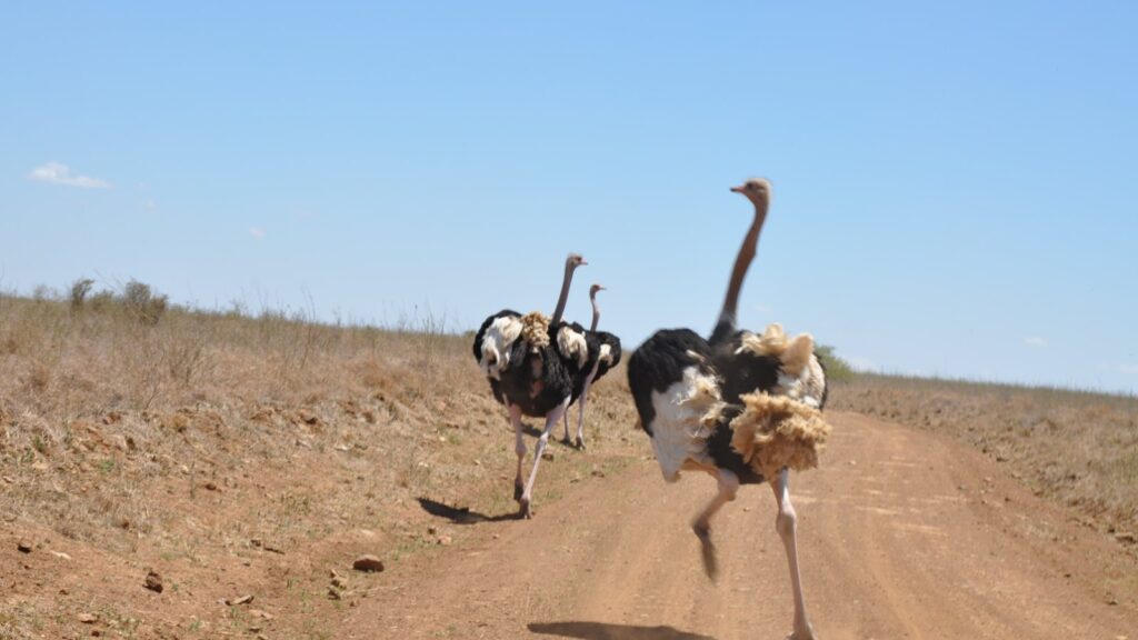 ostriches running in Nairobi National Park