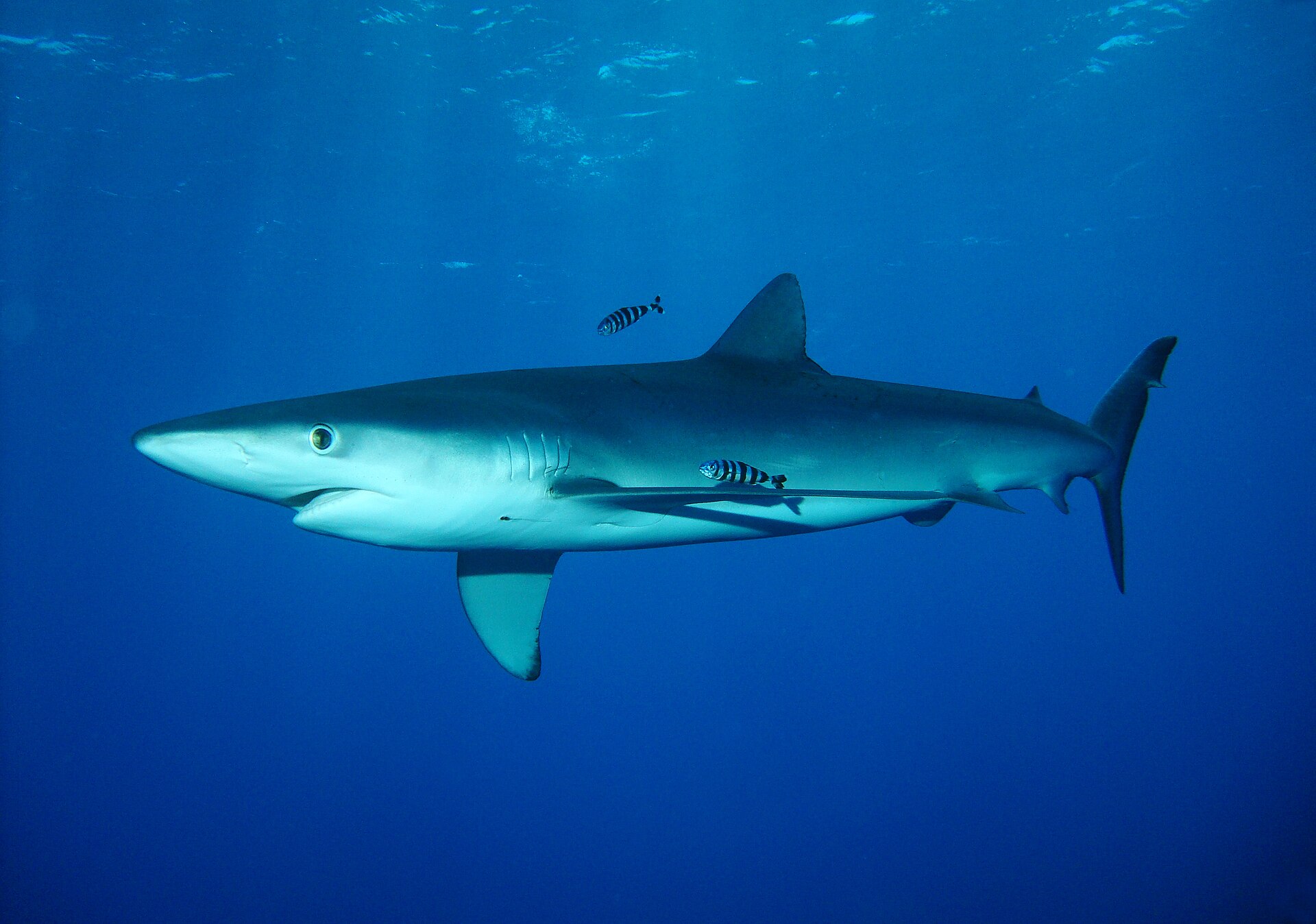Are There Sharks in Italy? 41 Species, and a Great White Filmed Off Sicily 5 A blue shark in open ocean, showing the slender body, long pectoral fins and deep indigo back that give the species its name