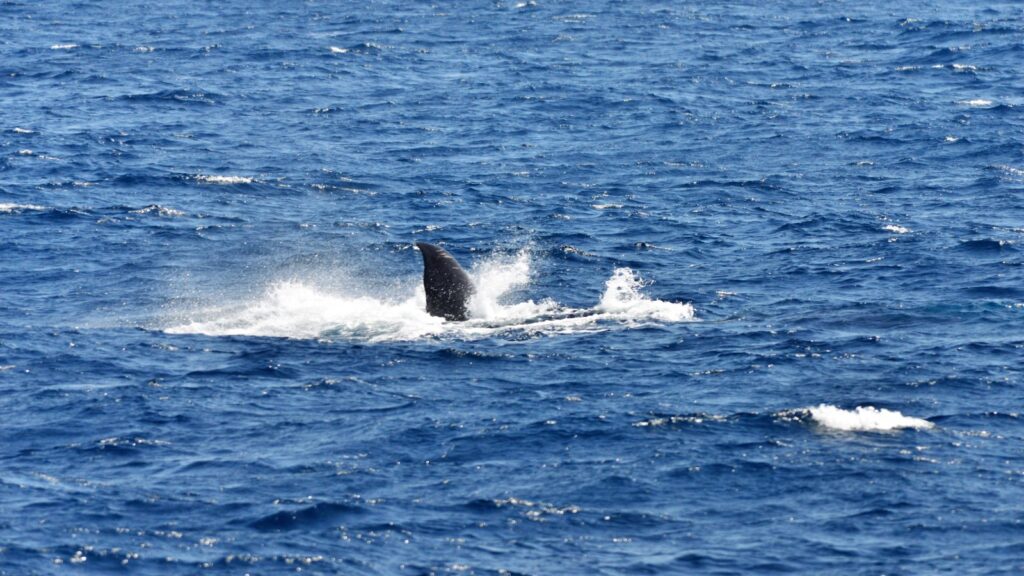 blue whale surfacing off Mirissa Sri Lanka