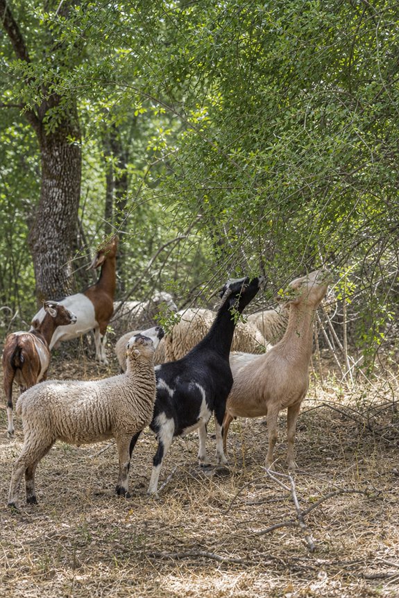 What Eats Tree Leaves: Leaf Eating Animals 15 browsers reduce shrub and seedlings