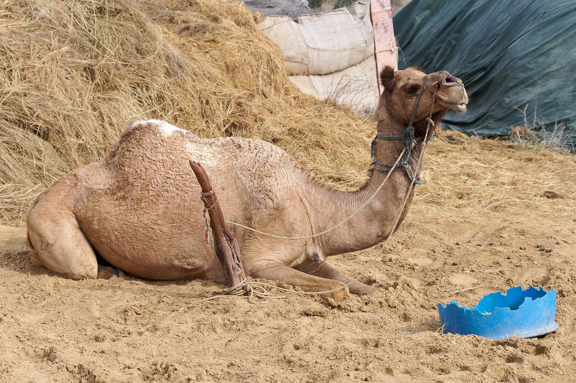 Can Camels Jump? Yes, But Only for a Split Second 6 Dromedary camel couched in the kneeling position that its callused knee and chest pads are built for