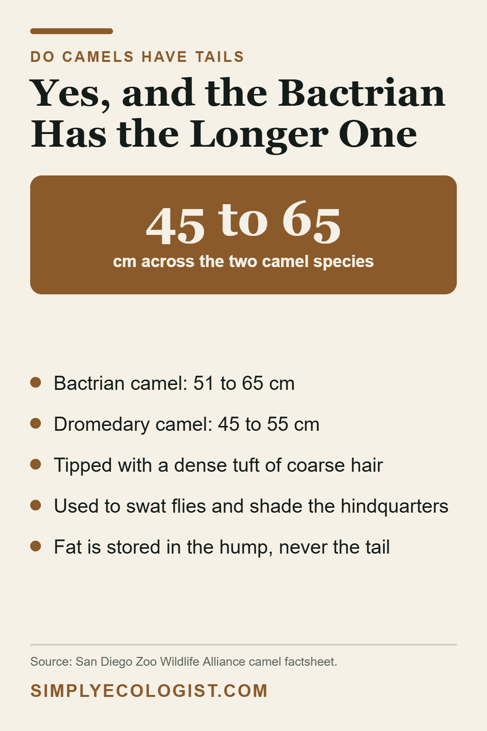 Camel tail length facts showing Bactrian camels at 51 to 65 cm and dromedaries at 45 to 55 cm with a tufted tip