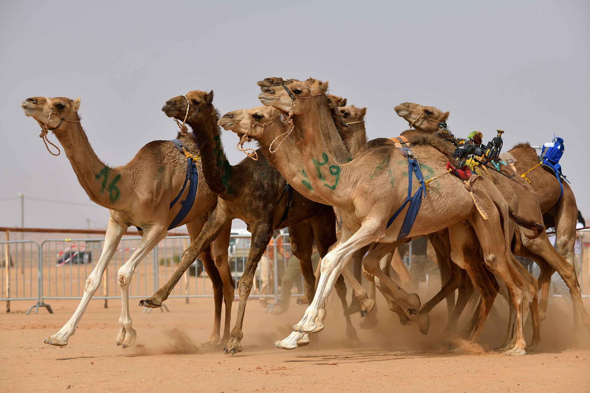 Can Camels Jump? Yes, But Only for a Split Second 3 Racing dromedary camels at full gallop with all four feet off the ground during the suspension phase