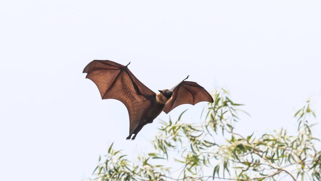 flying fox bat in flight