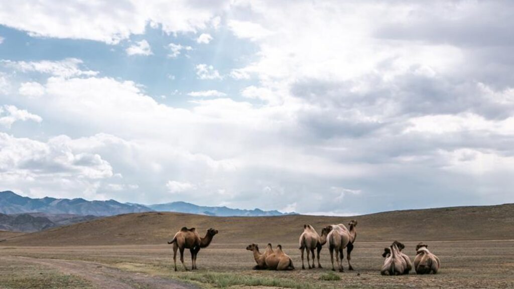 Can Camels Have 3 Humps? Explained by Ecologist 1 debunking the camel hump myth