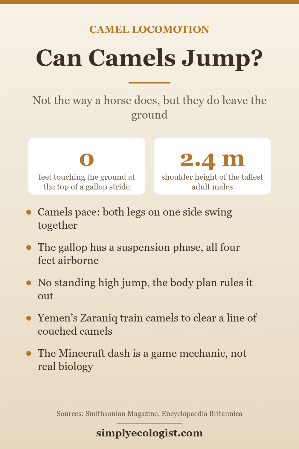 Can Camels Jump? Yes, But Only for a Split Second 5 Vertical infographic explaining whether camels can jump, showing that camels pace, that a galloping camel has an airborne suspension phase, and that they cannot perform a standing jump