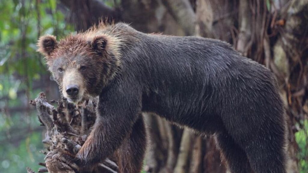 grizzly bears are tree climbers