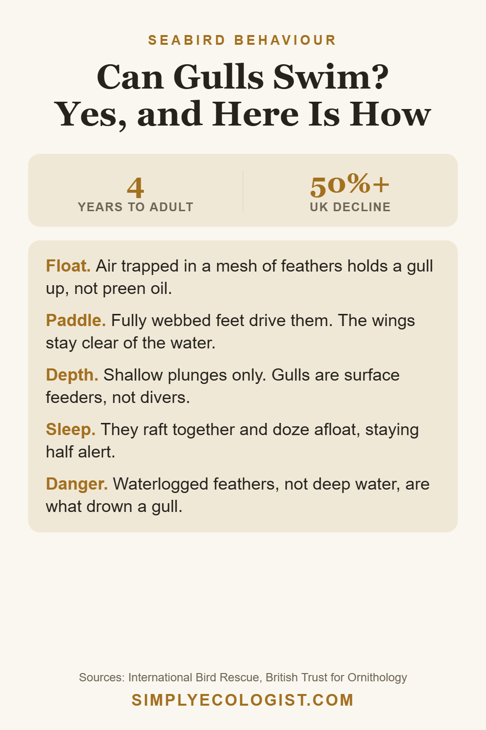 Can Seagulls Swim? Yes, and It Is Not the Oil That Keeps Them Up 5 Pinterest graphic titled Can Gulls Swim Yes and Here Is How, explaining that gulls float on air trapped in feather structure rather than preen oil, paddle with webbed feet, feed at the surface, sleep in rafts, and drown when waterlogged
