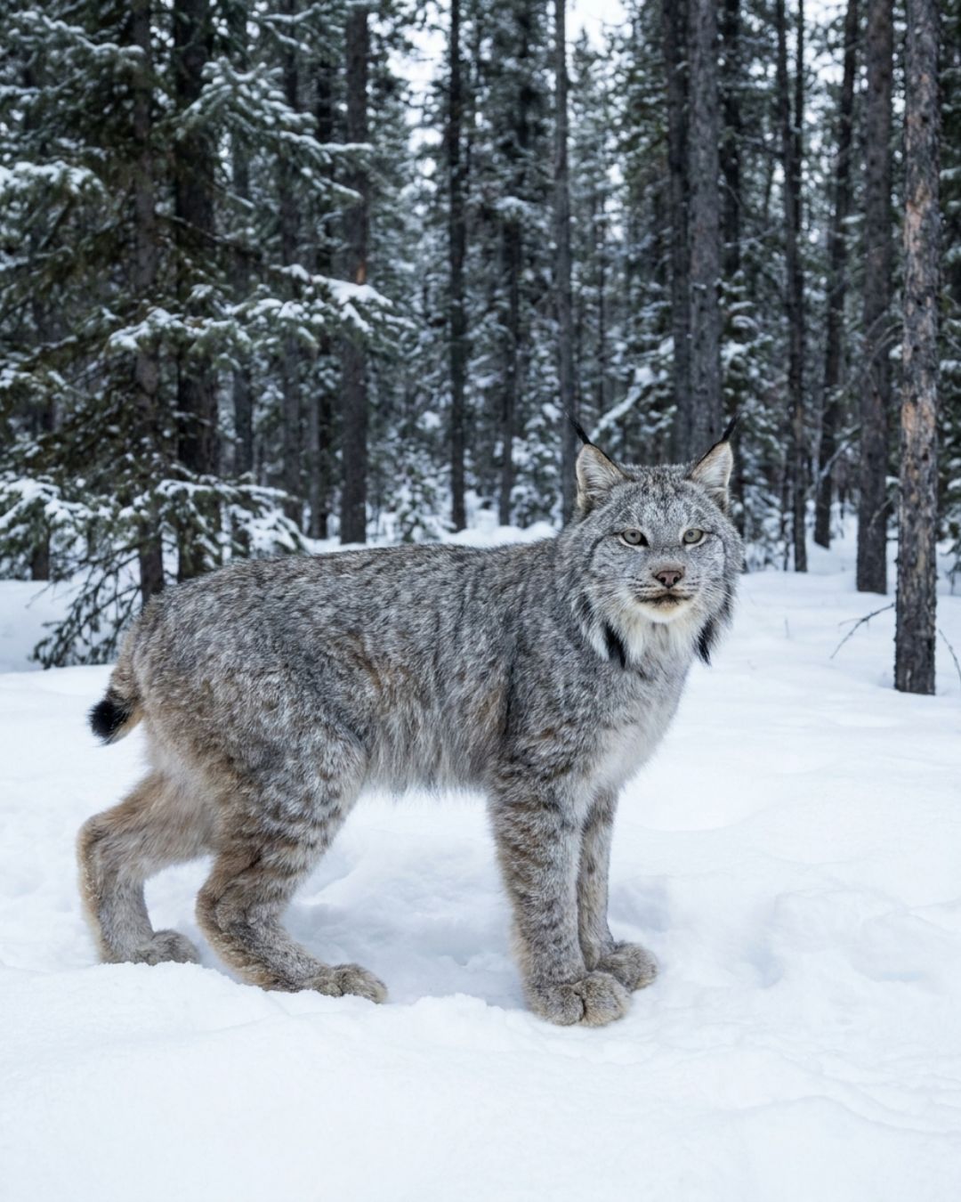 Canada lynx (Lynx canadensis) with long ear tufts in a snowy boreal forest