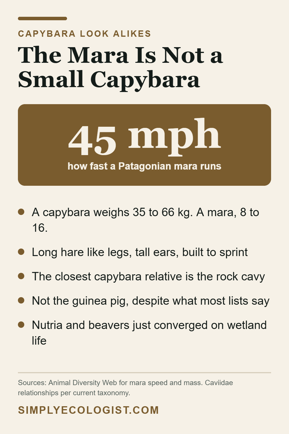 Capybara look alikes showing the Patagonian mara at 45 mph and 8 to 16 kg against a capybara at 35 to 66 kg