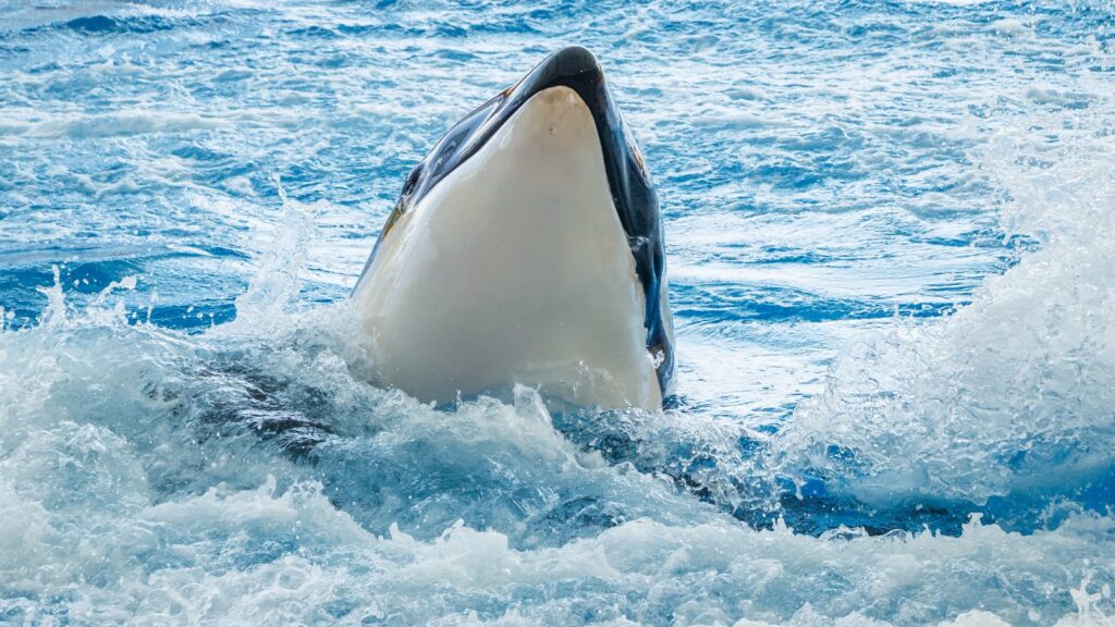 orca killer whale surfacing