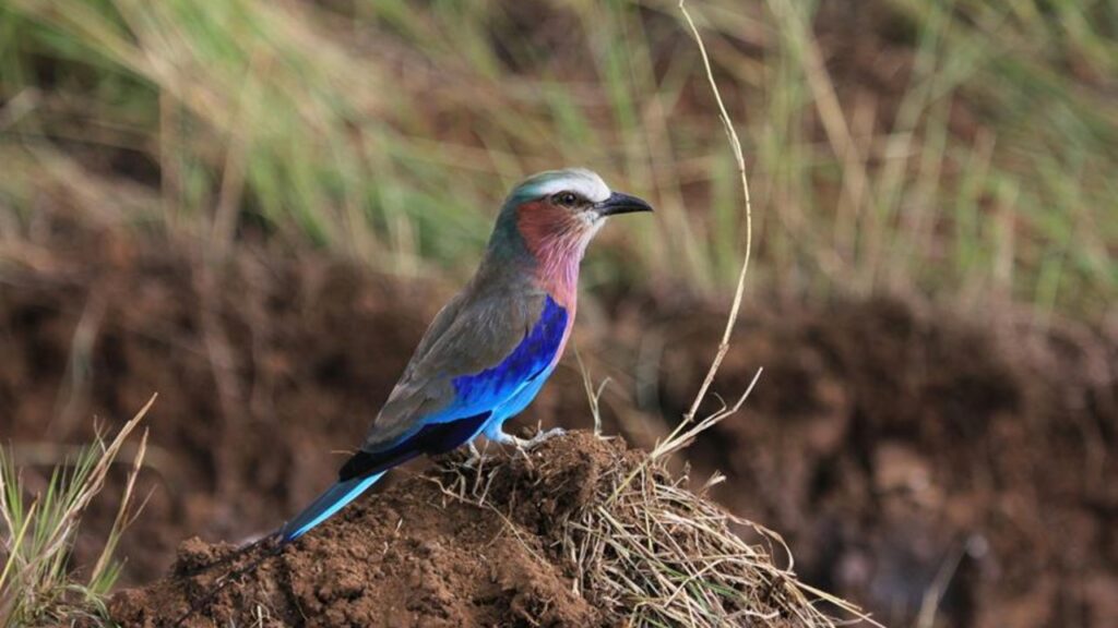 Conservation Strategies for Endangered Species Habitats 2 protecting fragile ecosystems forever