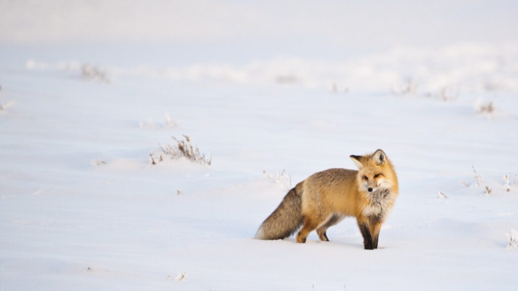 Coyote Vs Wolf Vs Fox: What Are the Differences? 4 red fox standing in snow