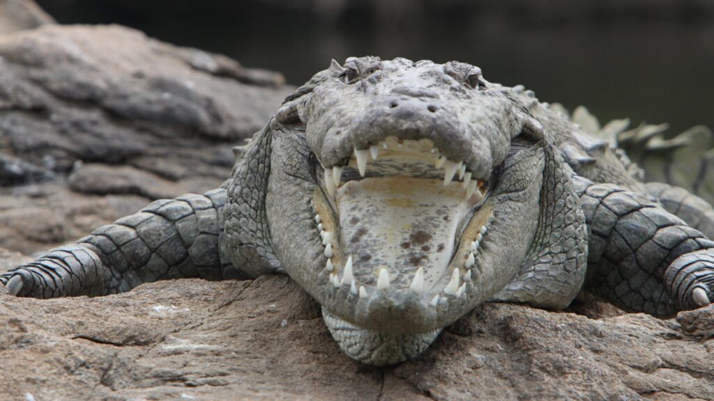 mugger crocodile with open jaws