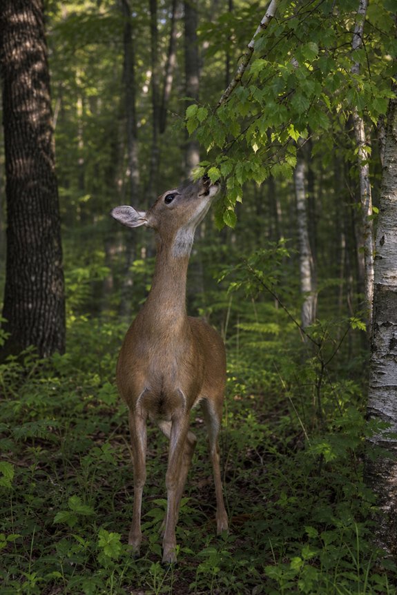 What Eats Tree Leaves: Leaf Eating Animals 13 deer and moose browsing
